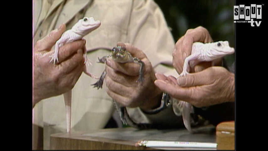 The Johnny Carson Show: Animal Antics With Jim Fowler (1/22/88)