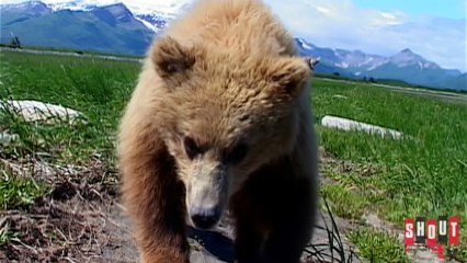 Diary Of The Grizzly Man: S1 E1 - Bear Necessities