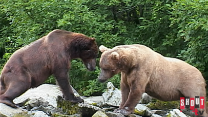 Diary Of The Grizzly Man: S1 E3 - The Fall