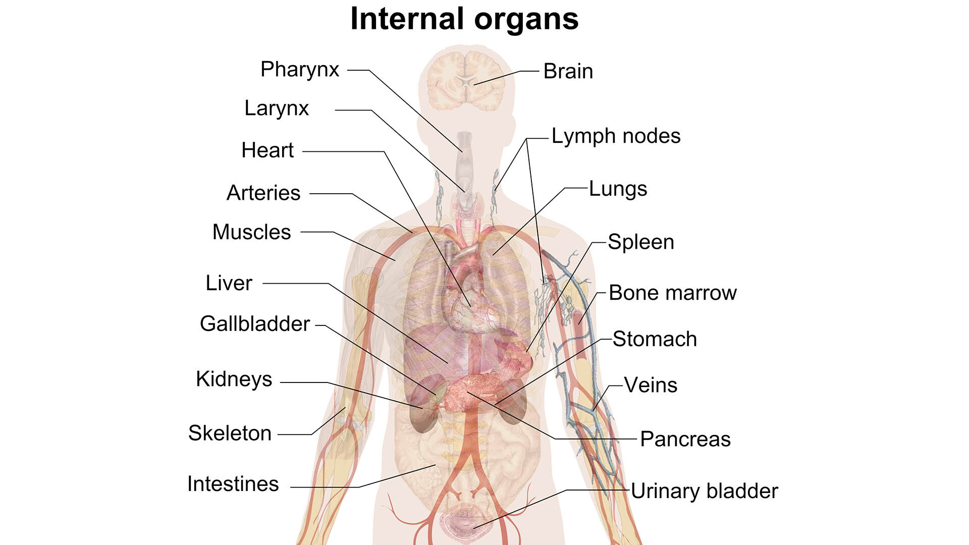 Human на русском языке. Анатомия человека. Внутренние органы. Внутренние органы человека. Анатомия человека органы.