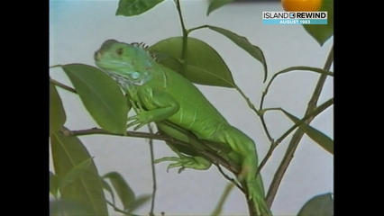 Victorians search for a missing iguana in 1983