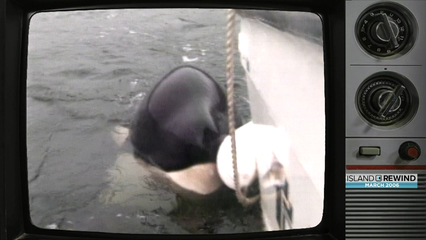 2004: Luna the orca killed
